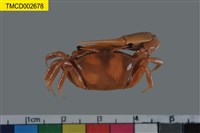 藏品(北方丑招潮蟹)的圖片